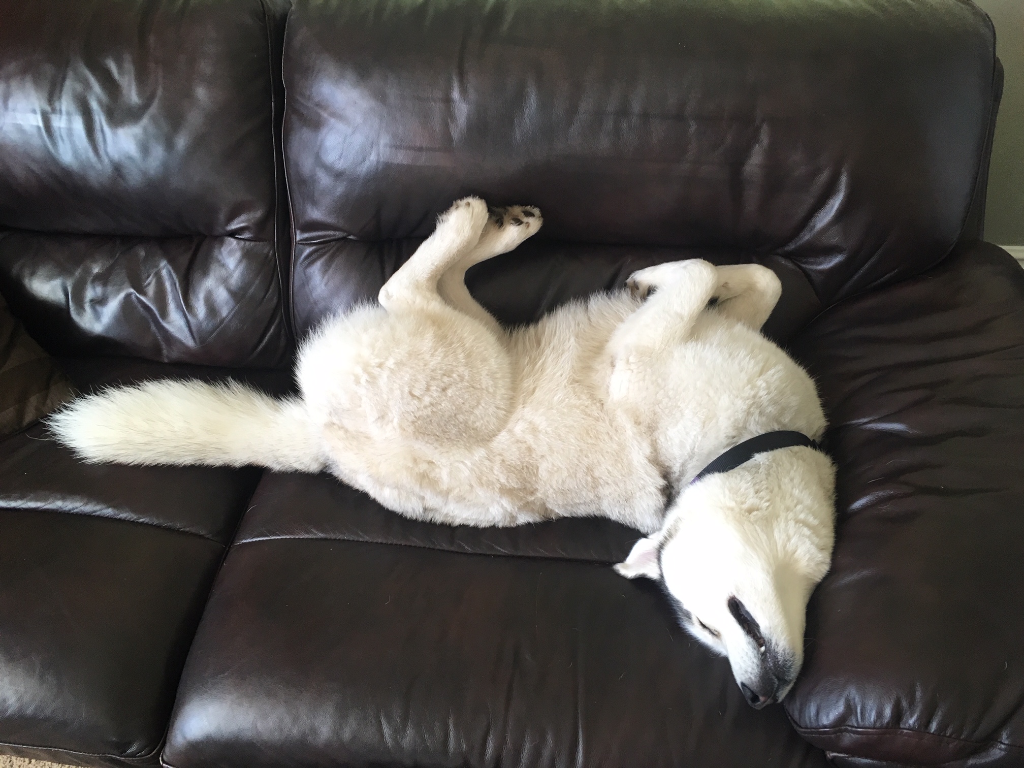 High Quality Lazy Husky Blank Meme Template