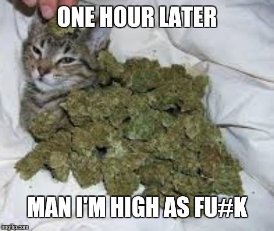 Catnip the cat | ONE HOUR LATER MAN I'M HIGH AS FU#K | image tagged in catnip the cat | made w/ Imgflip meme maker