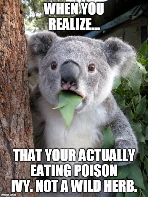 Surprised Koala |  WHEN YOU REALIZE... THAT YOUR ACTUALLY EATING POISON IVY. NOT A WILD HERB. | image tagged in memes,surprised koala | made w/ Imgflip meme maker