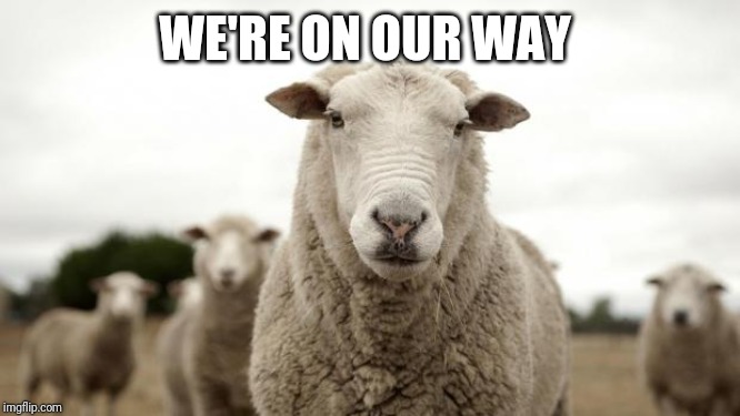 Sheep | WE'RE ON OUR WAY | image tagged in sheep | made w/ Imgflip meme maker