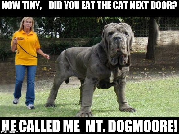 GIGANTIC PITT BULL! | NOW TINY,    DID YOU EAT THE CAT NEXT DOOR? HE CALLED ME  MT. DOGMOORE! | image tagged in huge   dog,stands over 5 feet  tall,big   guy,mega  dog | made w/ Imgflip meme maker