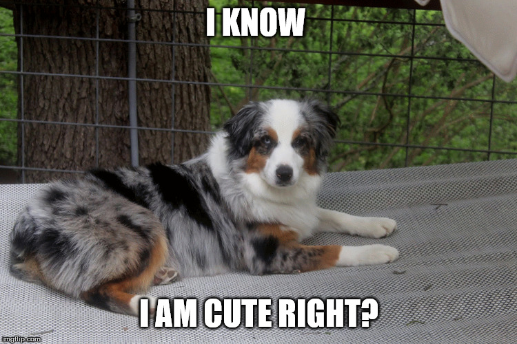 Cute | I KNOW; I AM CUTE RIGHT? | image tagged in dogs,dog,cute dog | made w/ Imgflip meme maker