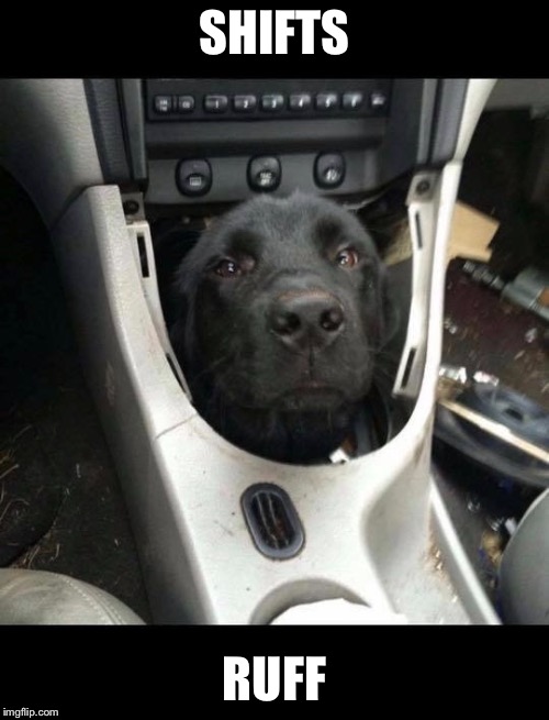 In the doghouse | SHIFTS; RUFF | image tagged in dog,car,mechanic | made w/ Imgflip meme maker