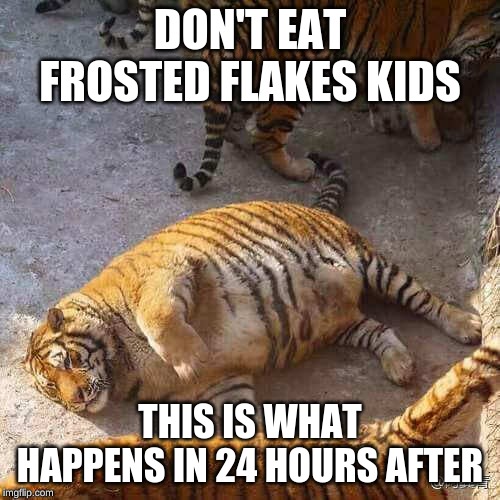Fat Tiger | DON'T EAT FROSTED FLAKES KIDS; THIS IS WHAT HAPPENS IN 24 HOURS AFTER | image tagged in fat tiger | made w/ Imgflip meme maker