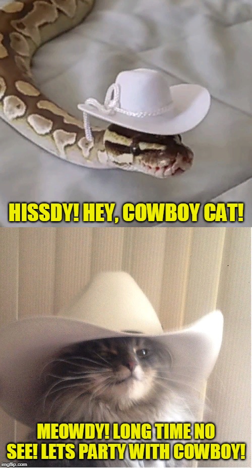 Hissdy snake! | HISSDY! HEY, COWBOY CAT! MEOWDY! LONG TIME NO SEE! LETS PARTY WITH COWBOY! | image tagged in funny,cats,snake,cowboys,wtf,cowboy | made w/ Imgflip meme maker