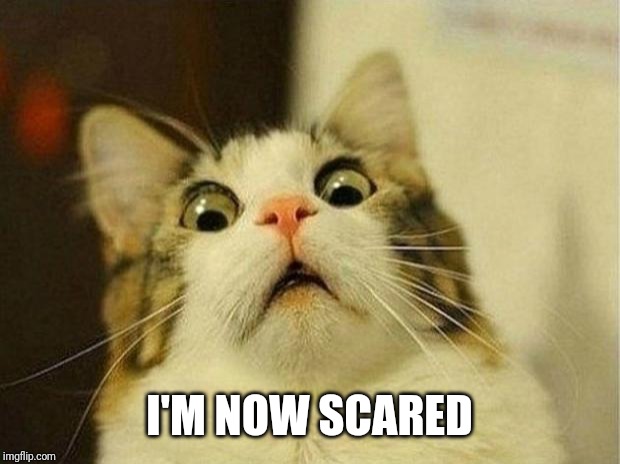 Scared Cat Meme | I'M NOW SCARED | image tagged in memes,scared cat | made w/ Imgflip meme maker