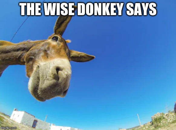 High Quality Wise Donkey Says Blank Meme Template