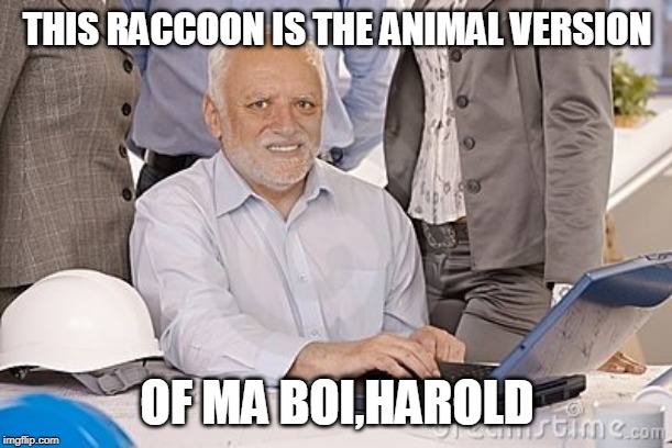 Harold's extreme internal pain | THIS RACCOON IS THE ANIMAL VERSION OF MA BOI,HAROLD | image tagged in harold's extreme internal pain | made w/ Imgflip meme maker
