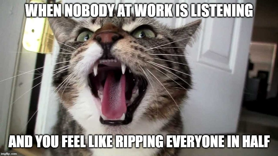 WHEN NOBODY AT WORK IS LISTENING; AND YOU FEEL LIKE RIPPING EVERYONE IN HALF | image tagged in cats,angry,work | made w/ Imgflip meme maker