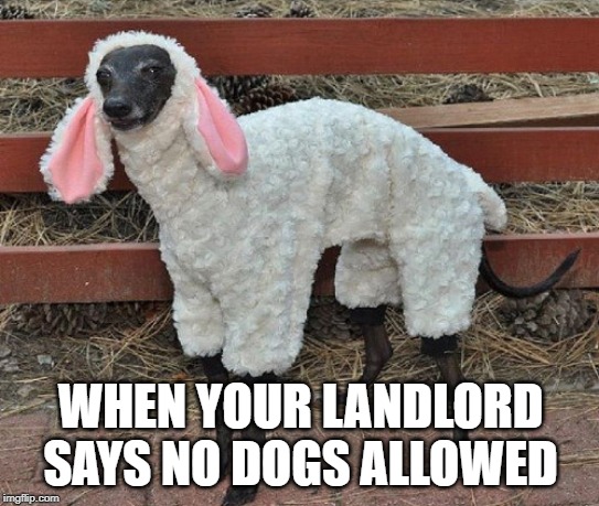 It's a sheep | WHEN YOUR LANDLORD SAYS NO DOGS ALLOWED | image tagged in memes | made w/ Imgflip meme maker