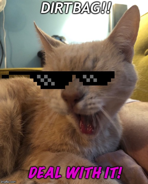 DIRTBAG!! DEAL WITH IT! | image tagged in cats,deal with it | made w/ Imgflip meme maker