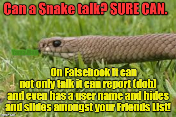 Snakes | Can a Snake talk? SURE CAN. On Falsebook it can not only talk it can report (dob) and even has a user name and hides and slides amongst your Friends List! Yarra Man | image tagged in snakes | made w/ Imgflip meme maker