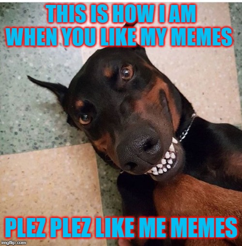 THIS IS HOW I AM WHEN YOU LIKE MY MEMES; PLEZ PLEZ LIKE ME MEMES | image tagged in smiling dog | made w/ Imgflip meme maker