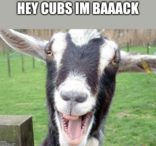 Cubs got eliminated. Feels normal again. | HEY CUBS IM BAAACK | image tagged in funny goat | made w/ Imgflip meme maker