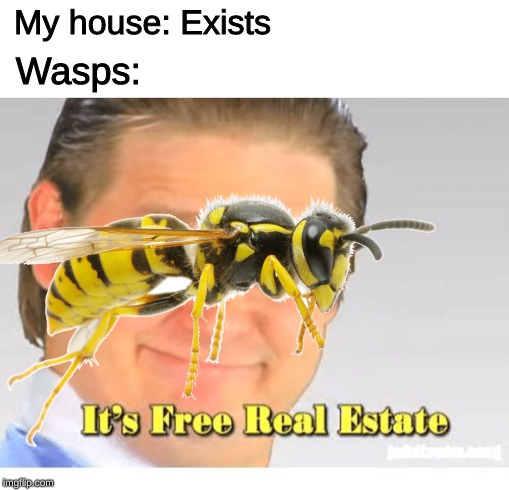 My house has a huge wasp issue. | My house: Exists; Wasps: | image tagged in it's free real estate,memes,house,wasp | made w/ Imgflip meme maker