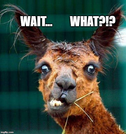 huh | WHAT?!? WAIT... | image tagged in huh | made w/ Imgflip meme maker