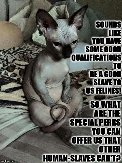 SLAVE INTERVIEW | SO WHAT ARE THE SPECIAL PERKS YOU CAN OFFER US THAT OTHER HUMAN-SLAVES CAN'T? SOUNDS LIKE YOU HAVE SOME GOOD QUALIFICATIONS TO BE A GOOD SLAVE TO US FELINES! | image tagged in slave interview | made w/ Imgflip meme maker