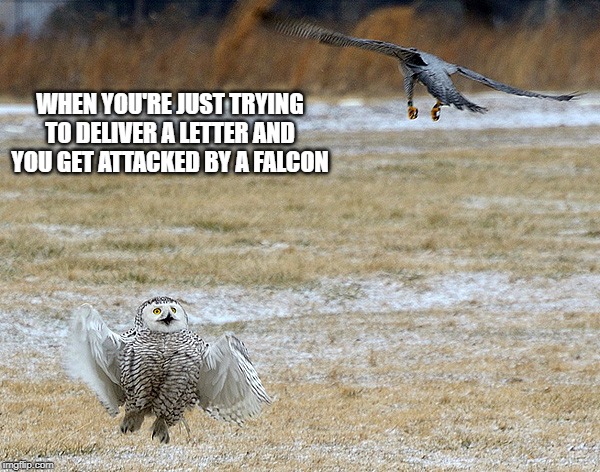 Looks like Hedwig is having trouble |  WHEN YOU'RE JUST TRYING TO DELIVER A LETTER AND YOU GET ATTACKED BY A FALCON | image tagged in harry potter,hedwig,owl post,memes,falcon,snowy owl vs falcon | made w/ Imgflip meme maker