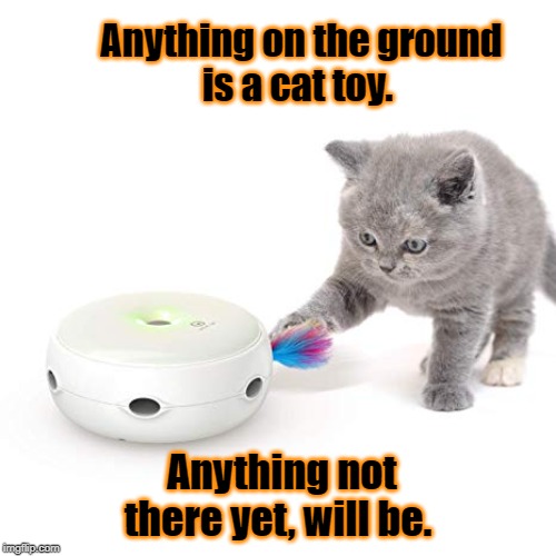 cat toy | Anything on the ground
 is a cat toy. Anything not there yet, will be. | image tagged in funny cats | made w/ Imgflip meme maker