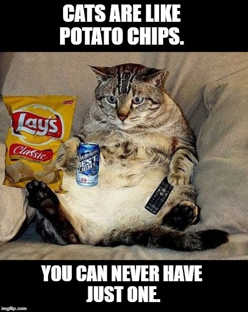 Cats are like | CATS ARE LIKE 
POTATO CHIPS. YOU CAN NEVER HAVE 
JUST ONE. | image tagged in cats | made w/ Imgflip meme maker
