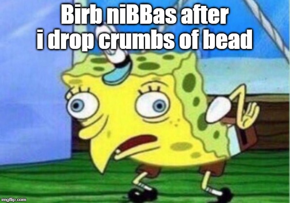 Mocking Spongebob Meme | Birb niBBas after i drop crumbs of bead | image tagged in memes,mocking spongebob | made w/ Imgflip meme maker