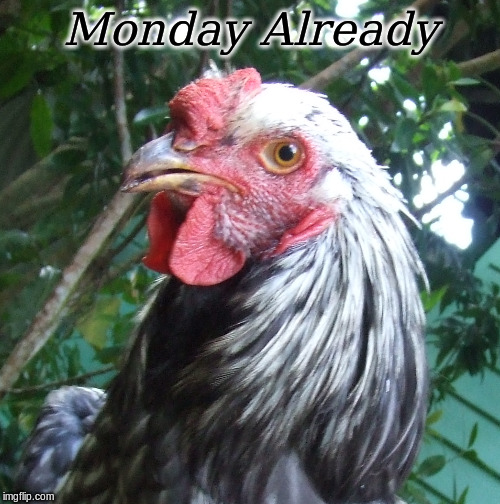 Monday Already | Monday Already | image tagged in memes,monday,good morning,good morning chickens | made w/ Imgflip meme maker