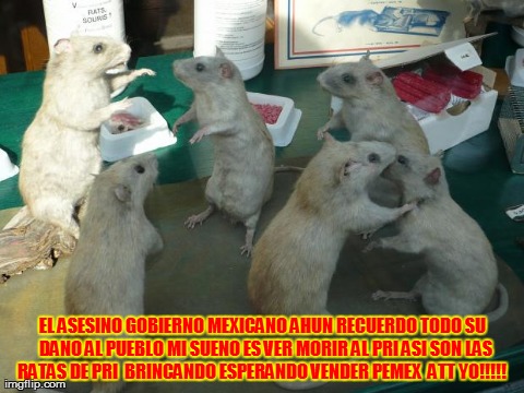 EL ASESINO GOBIERNO MEXICANO AHUN RECUERDO TODO SU  DANO AL PUEBLO MI SUENO ES VER MORIR AL PRI ASI SON LAS RATAS DE PRI  BRINCANDO ESPERAND | image tagged in rat | made w/ Imgflip meme maker