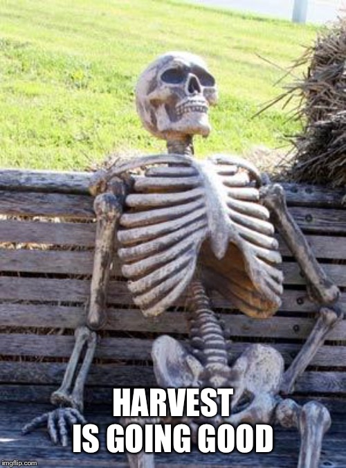 Waiting Skeleton Meme | HARVEST IS GOING GOOD | image tagged in memes,waiting skeleton | made w/ Imgflip meme maker