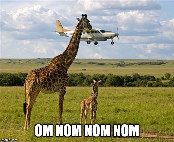Munchies |  OM NOM NOM NOM | image tagged in munchies,nom nom nom,perfectly timed photo,giraffe | made w/ Imgflip meme maker