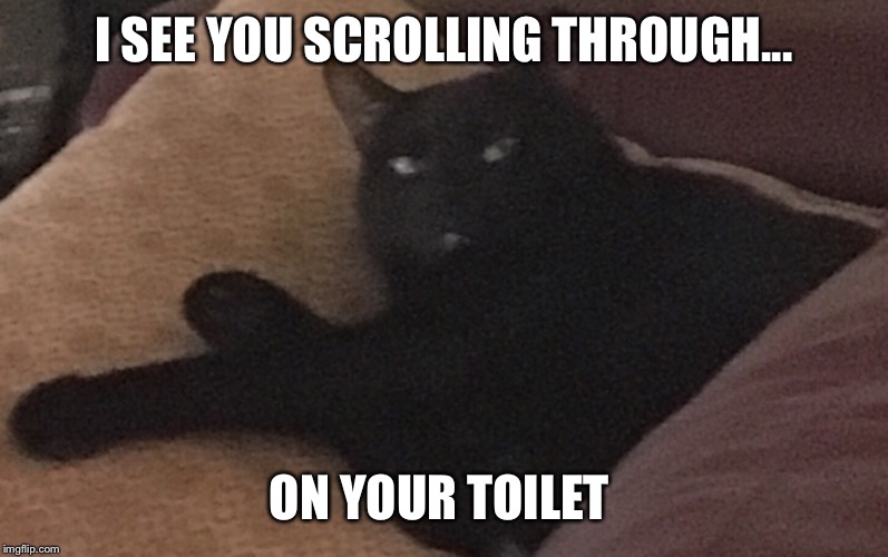 I SEE YOU SCROLLING THROUGH... ON YOUR TOILET | image tagged in funny memes,cats | made w/ Imgflip meme maker