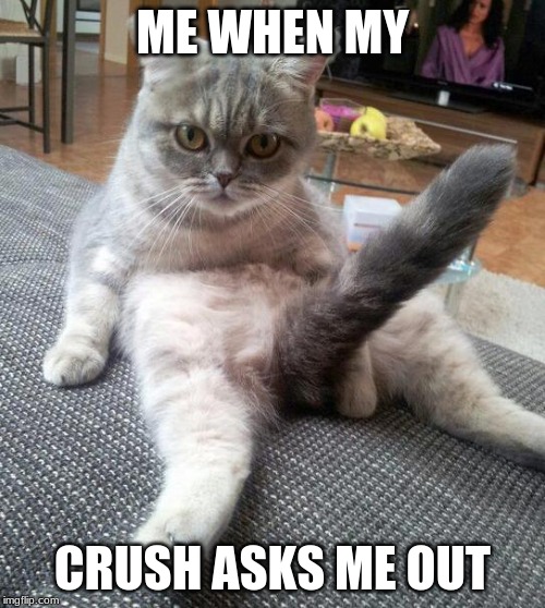 Sexy Cat Meme | ME WHEN MY; CRUSH ASKS ME OUT | image tagged in memes,sexy cat | made w/ Imgflip meme maker