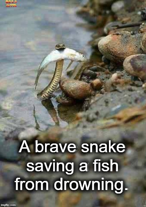 Brave Snake | A brave snake; saving a fish; from drowning. | image tagged in brave snake | made w/ Imgflip meme maker