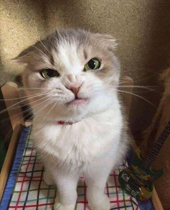 High Quality Snarly Faced Cat Blank Meme Template