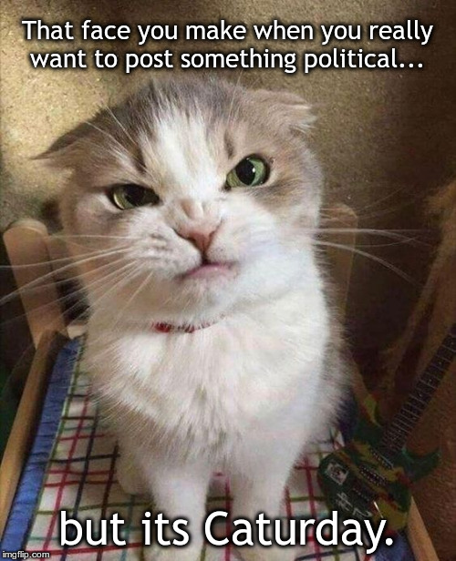 Snarly Faced Cat | That face you make when you really want to post something political... but its Caturday. | image tagged in snarly faced cat | made w/ Imgflip meme maker