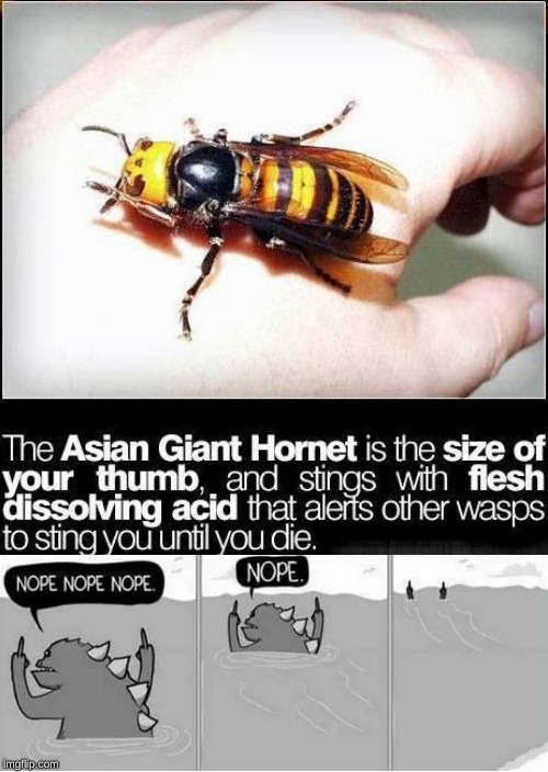 The Asian giant hornet, AKA, the "nope" wasp. | image tagged in memes,nope nope nope,hornet,sting,godzilla nope | made w/ Imgflip meme maker