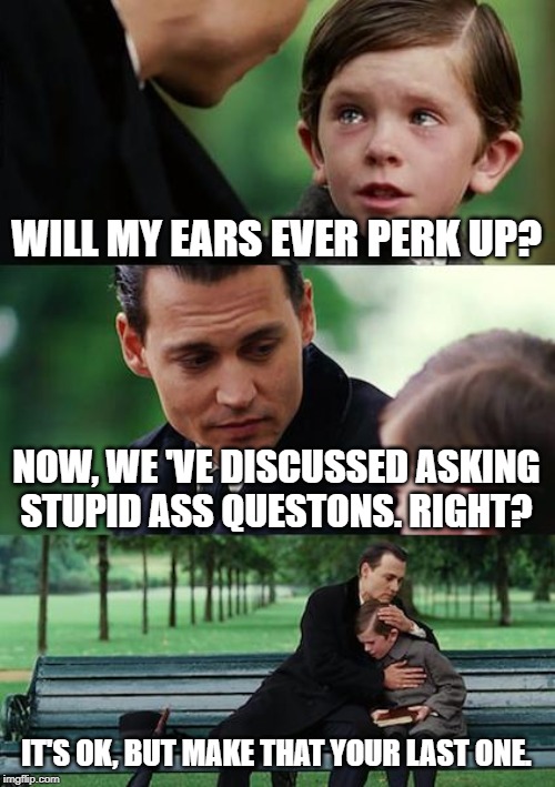 DUMB QUESTIONS | WILL MY EARS EVER PERK UP? NOW, WE 'VE DISCUSSED ASKING STUPID ASS QUESTONS. RIGHT? IT'S OK, BUT MAKE THAT YOUR LAST ONE. | image tagged in finding neverland,ears,perky,dumb question,last time | made w/ Imgflip meme maker