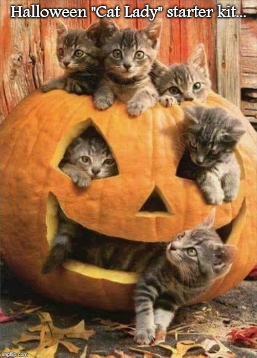 Halloween... | Halloween "Cat Lady" starter kit... | image tagged in cat lady,halloween,starter kit | made w/ Imgflip meme maker