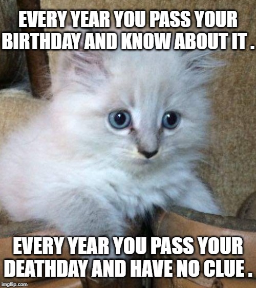 Deep thought kitten | EVERY YEAR YOU PASS YOUR BIRTHDAY AND KNOW ABOUT IT . EVERY YEAR YOU PASS YOUR DEATHDAY AND HAVE NO CLUE . | image tagged in my cat,personal image,original quote from twitter | made w/ Imgflip meme maker