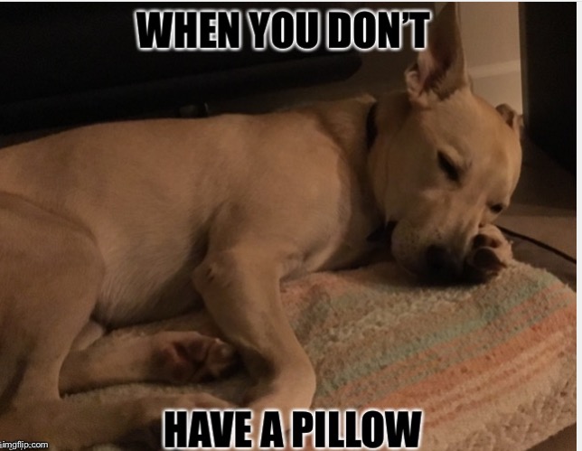 image tagged in dog,no pillow | made w/ Imgflip meme maker