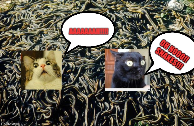 Why cats hate and run from snakes: | AAAAAAAH!!!! OH NOOO!! SNAKES!!! | image tagged in snakes | made w/ Imgflip meme maker