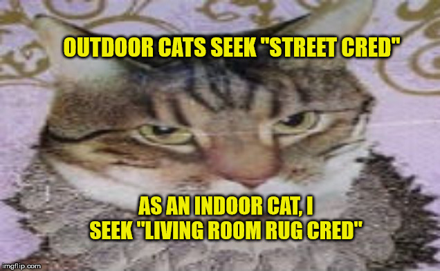 Cheffer the Cat | OUTDOOR CATS SEEK "STREET CRED"; AS AN INDOOR CAT, I SEEK "LIVING ROOM RUG CRED" | image tagged in cheffer the cat,street cred,cat,cats | made w/ Imgflip meme maker