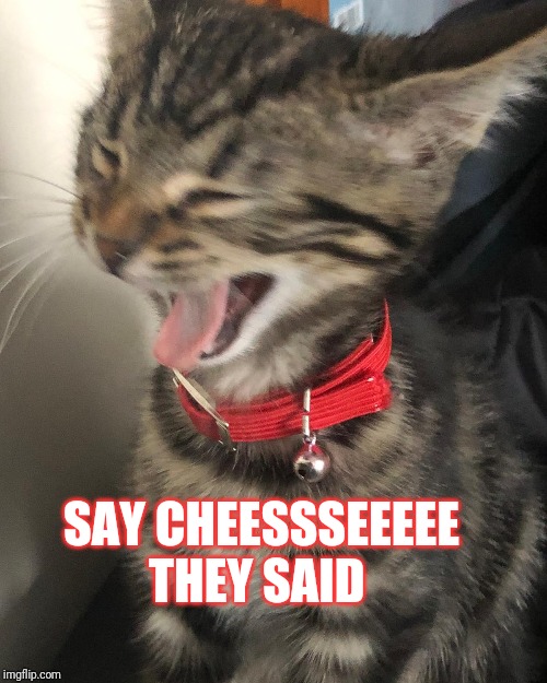 Say cheese | SAY CHEESSSEEEEE THEY SAID | image tagged in funny cats | made w/ Imgflip meme maker