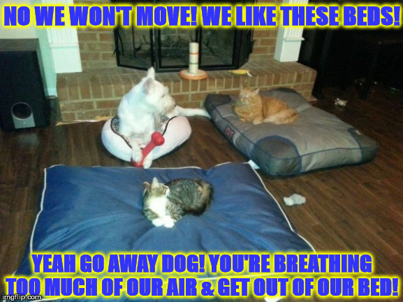 SCREW YOU DOG | NO WE WON'T MOVE! WE LIKE THESE BEDS! YEAH GO AWAY DOG! YOU'RE BREATHING TOO MUCH OF OUR AIR & GET OUT OF OUR BED! | image tagged in screw you dog | made w/ Imgflip meme maker