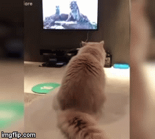 No Tiger in Him | image tagged in gifs,funny cat | made w/ Imgflip video-to-gif maker