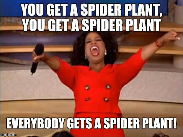 Oprah You Get A Meme | YOU GET A SPIDER PLANT, YOU GET A SPIDER PLANT; EVERYBODY GETS A SPIDER PLANT! | image tagged in memes,oprah you get a,houseplants | made w/ Imgflip meme maker