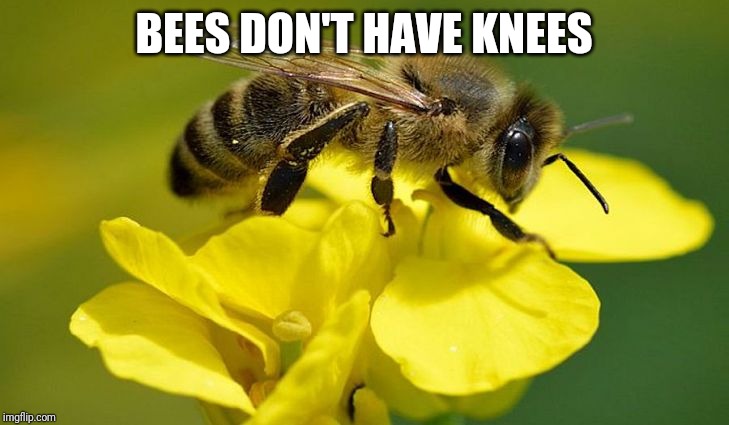 BEES DON'T HAVE KNEES | image tagged in fun | made w/ Imgflip meme maker