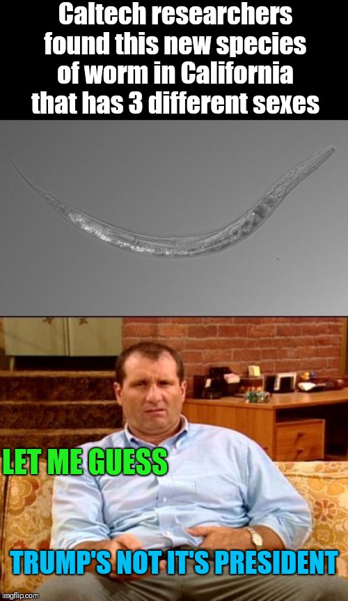 Published in the journal Current Biology | Caltech researchers found this new species of worm in California that has 3 different sexes; LET ME GUESS; TRUMP'S NOT IT'S PRESIDENT | image tagged in al bundy,memes,not my president | made w/ Imgflip meme maker