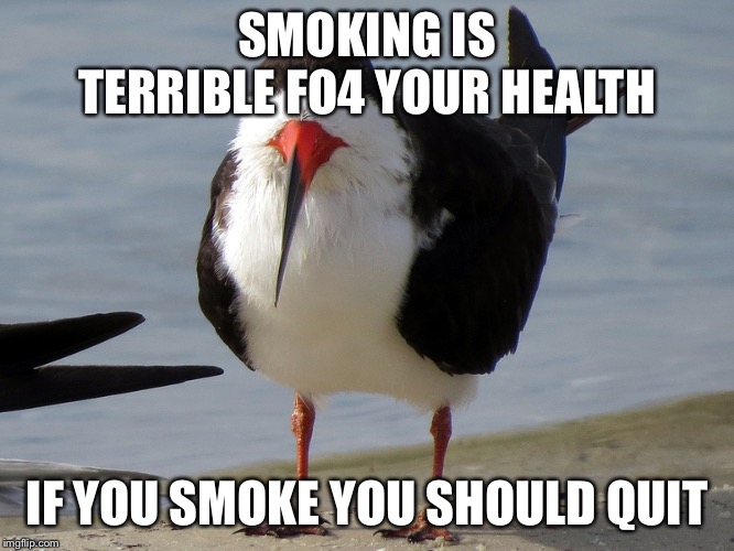 Even Less Popular Opinion Bird | SMOKING IS TERRIBLE FO4 YOUR HEALTH IF YOU SMOKE YOU SHOULD QUIT | image tagged in even less popular opinion bird | made w/ Imgflip meme maker