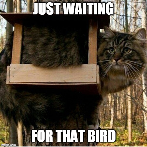 BIRD FEEDER CAT | JUST WAITING; FOR THAT BIRD | image tagged in cats,cat,funny cats | made w/ Imgflip meme maker
