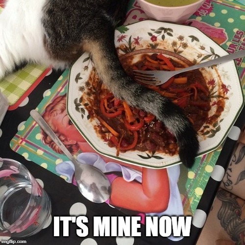 CATS RULE | IT'S MINE NOW | image tagged in cats,cat | made w/ Imgflip meme maker